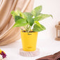 Ugaoo Variegated Live Money Plant With Self Watering Pot - 1 U