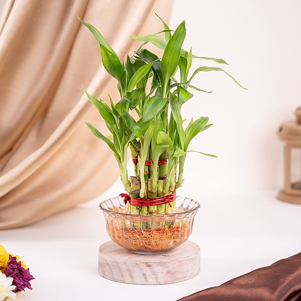 Ugaoo Lucky Bamboo Plant (2 Layer) - 1 U