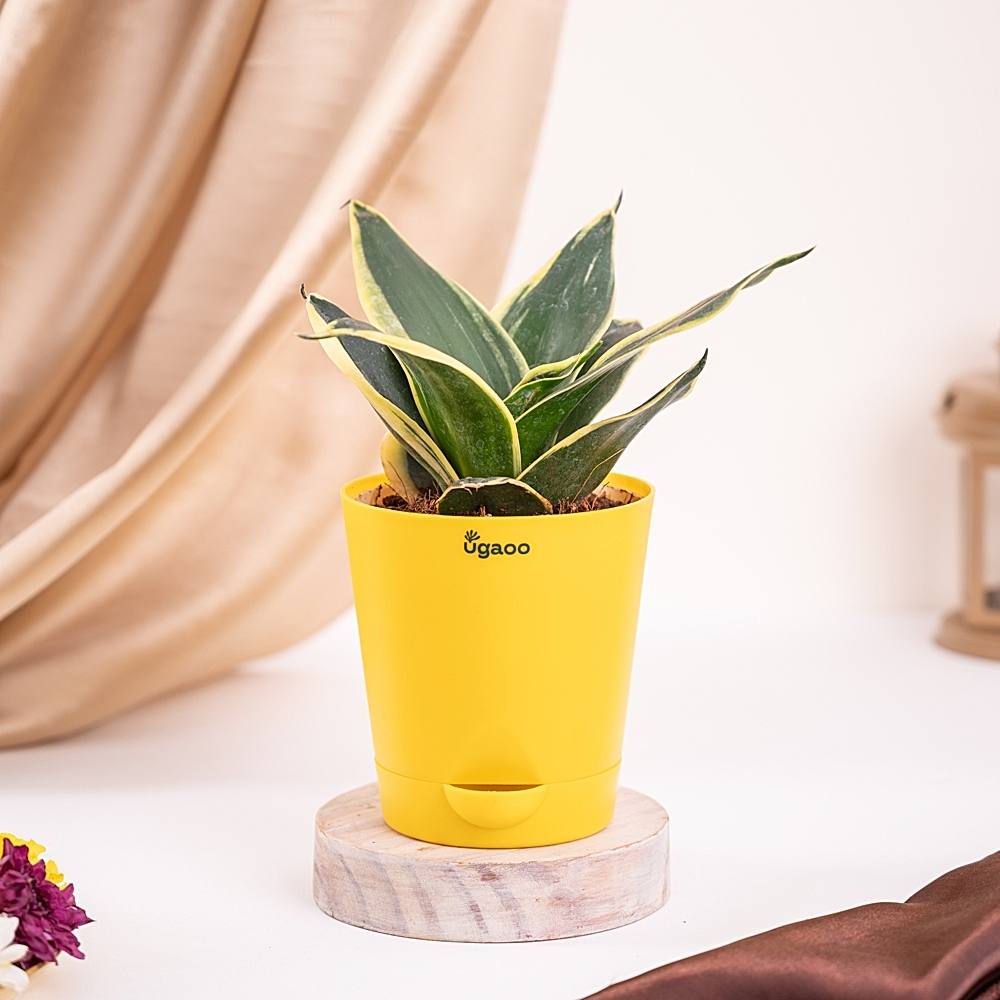Ugaoo Snake Golden Live Plant With Self-Watering Pot - 1 U