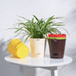 Ugaoo Plastic Planters Pots (Multicolour) - 5 Pieces - 1 U