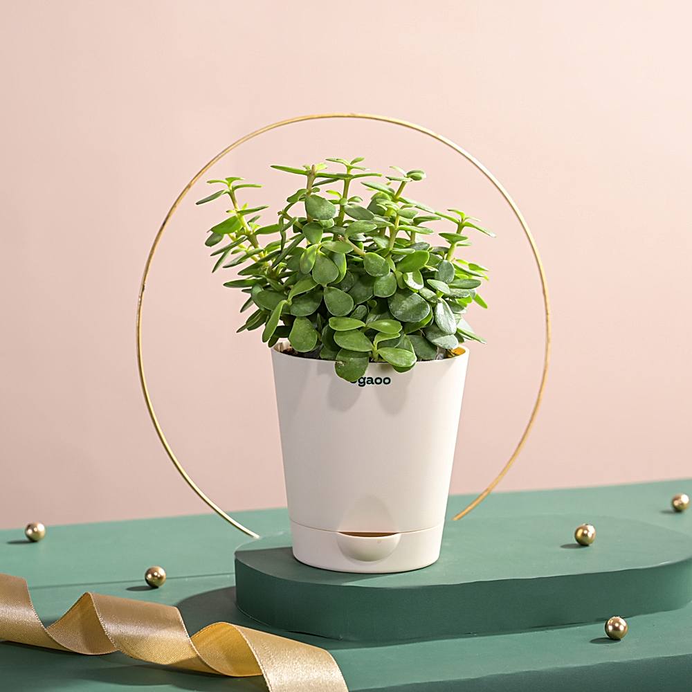 Ugaoo Jade Live Plant With Ivory Self-Watering Pot - 1 U