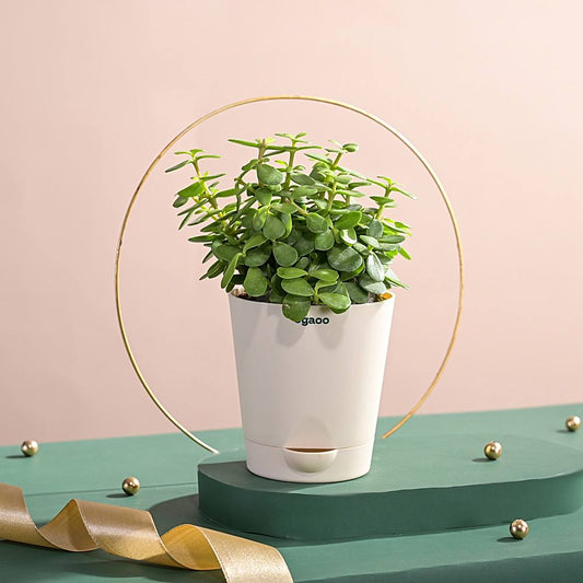 Ugaoo Jade Live Plant With Ivory Self-Watering Pot - 1 U