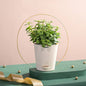 Ugaoo Jade Live Plant With Ivory Self-Watering Pot - 1 U